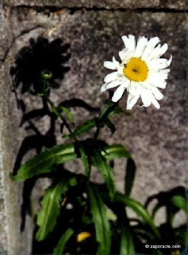 Even Daisies Cast Shadows