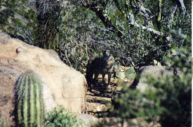 Card #126 – Coyote Path