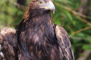 Eagle Eye