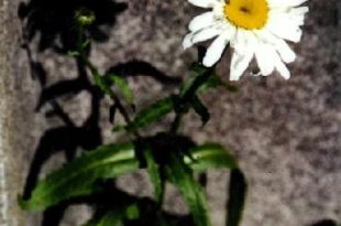 Even Daisies Cast Shadows