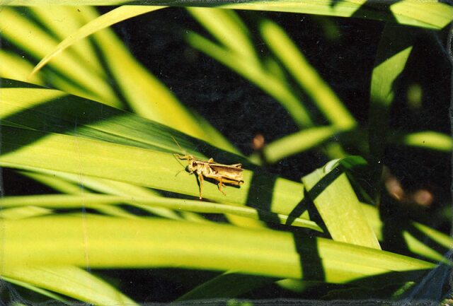 Card #161 – Green Grasshopper