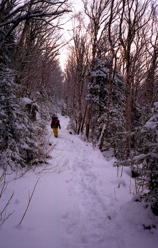 Card #334 – Winter Pathways